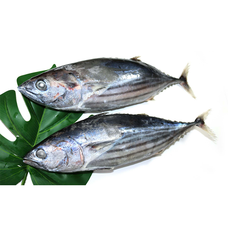 正鲣魚