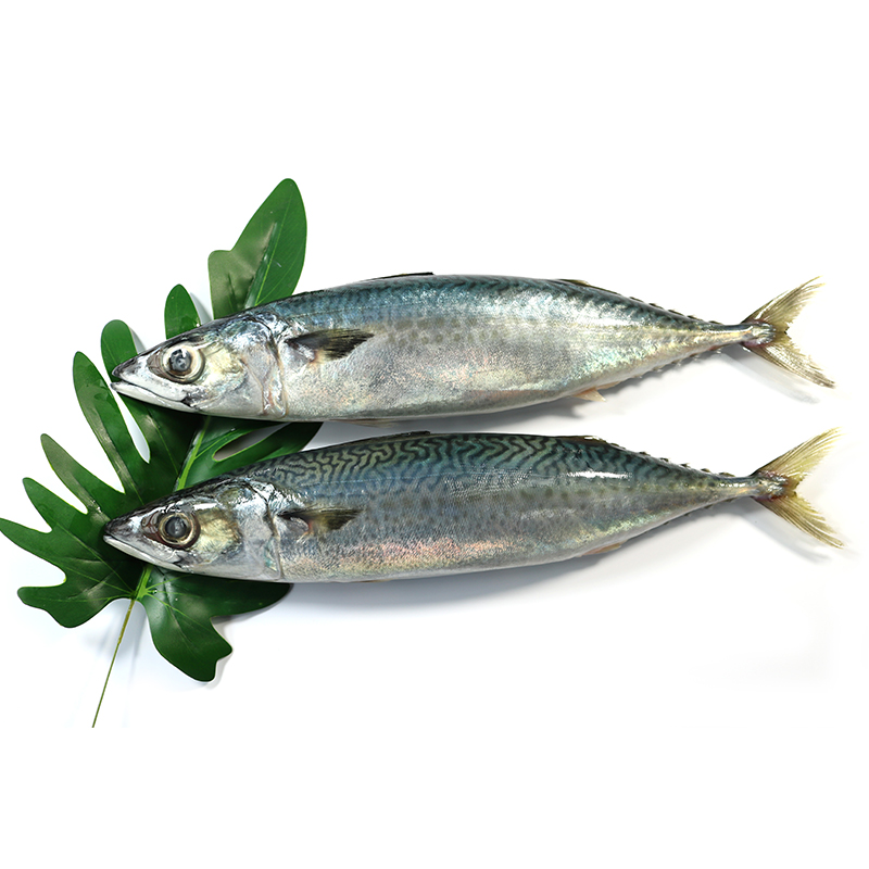 凍鲭魚
