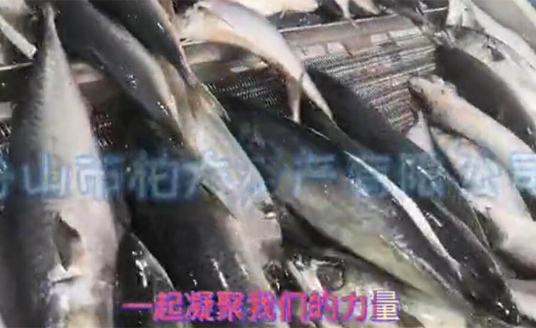 凍鲭魚視頻